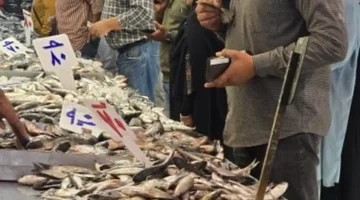 أسعار الأسماك في دمياط اليوم تستقر وتبدأ من 30 جنيهًا